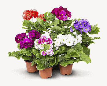 Geranium flower collage element psd | Free PSD - rawpixel