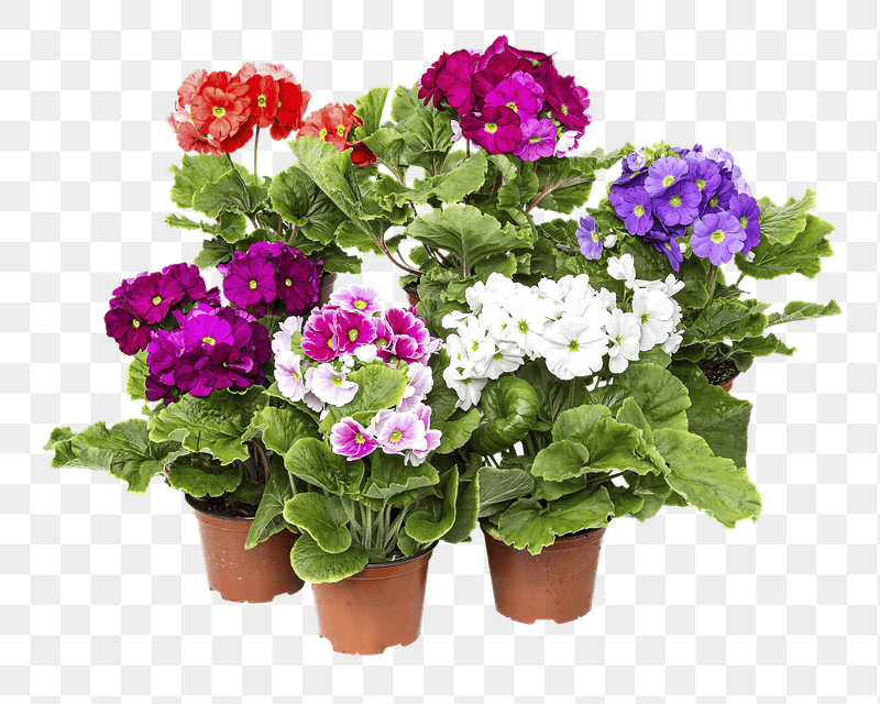 Geranium flower png sticker, transparent | Free PNG - rawpixel