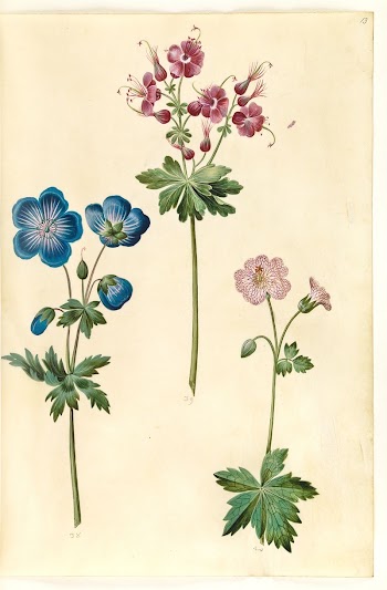 Geranium pratense (meadow stork's bill);Geranium | Free Photo - rawpixel