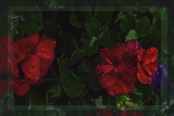 Geraniums In Bloom With Frame