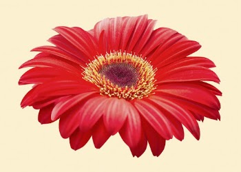 Gerbera daisy, red flower clipart | Free PSD - rawpixel