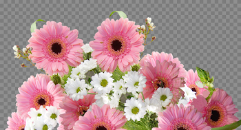Gerbera PNG Photo