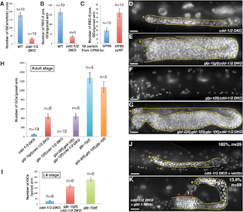Germ cell proliferation arrest in cdd-1/2 DKO worms fed low-U/T ...