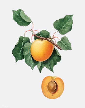 German Apricot from Pomona Italiana (1817-183.. | Free stock vector - 488186
