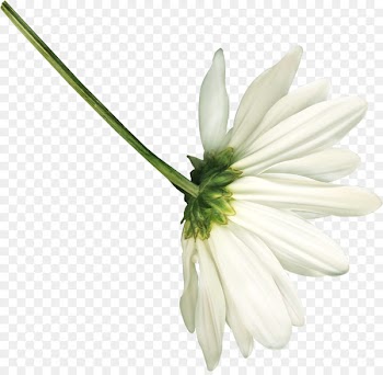 German chamomile Flower Easter Clip art - white flowers 