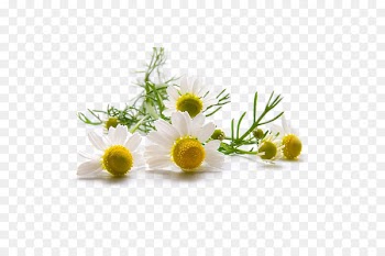 German chamomile Roman chamomile Skin Herbalism - chamomile 
