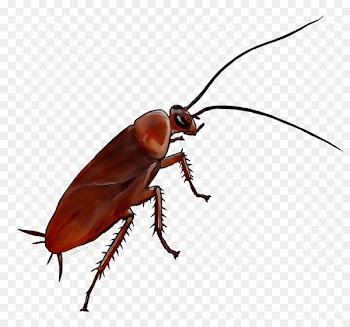 German cockroach Anti Cafard Emeraude Ventilation Insect -  