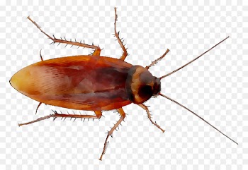 German cockroach Portable Network Graphics The Cockroach American cockroach -  