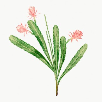 German empress cactus drawing, aesthetic | Free Photo Illustration - rawpixel
