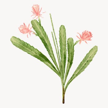German empress cactus drawing, vintage | Free Vector Illustration - rawpixel