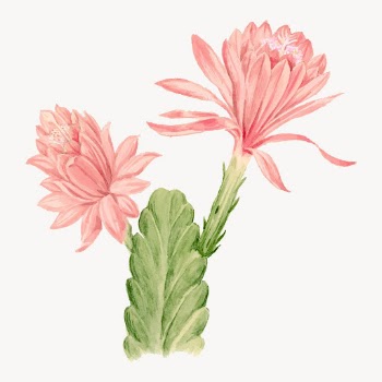 German empress cactus drawing, vintage | Free Vector Illustration - rawpixel