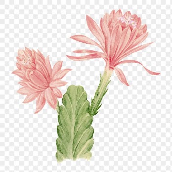 German empress cactus png clip | Free PNG Sticker - rawpixel