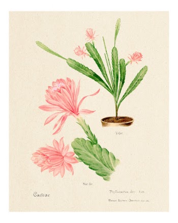 German empress cactus vintage art | Free Photo - rawpixel