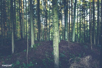 German forest | Free public domain photo - 432616