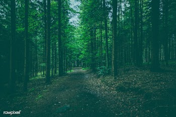 German forest | Free public domain photo - 432636