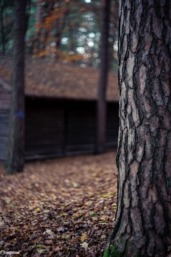 German forest | Free public domain photo - 433043