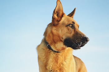 German shepherd