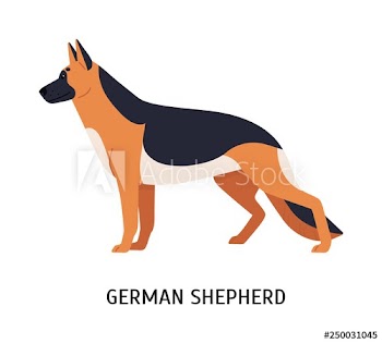 German Shepherd