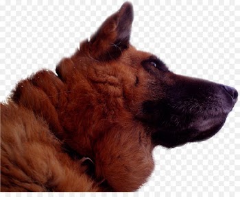 German Shepherd, Dog Breed, Puppy, Dog PNG