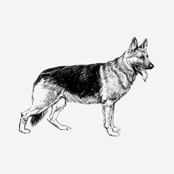 German shepherd dog clipart, vintage | Free Photo - rawpixel