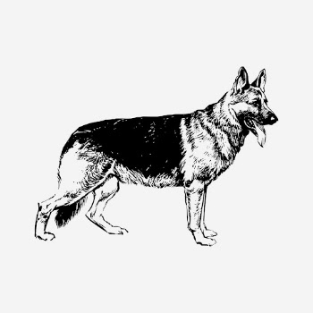 German Shepherd dog drawing, vintage | Free Photo - rawpixel