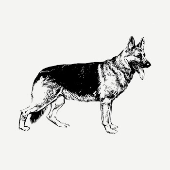 German Shepherd dog drawing, vintage | Free PSD - rawpixel