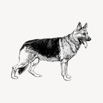 German shepherd dog drawing, vintage | Free Vector - rawpixel