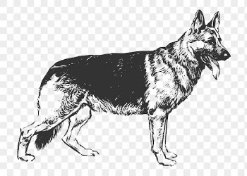 German Shepherd dog png sticker, | Free PNG - rawpixel