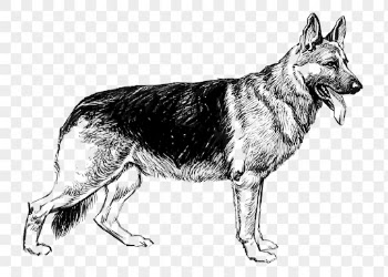 German shepherd dog png sticker, | Free PNG - rawpixel