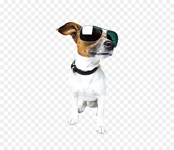 German Shepherd Pet sitting Dog walking Cat - Proud dog wearing sunglasses 