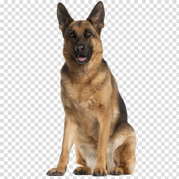 German Shepherd PNG Image