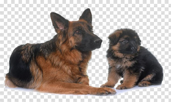 German Shepherd PNG Transparent Image