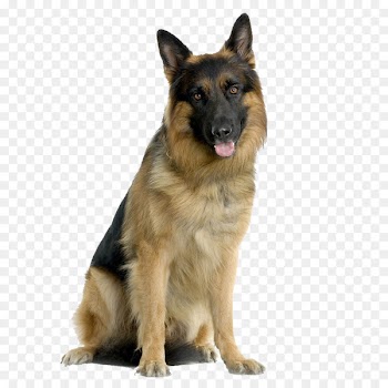 German Shepherd Poodle West Highland White Terrier Puppy Cat - Tongue of dogs 