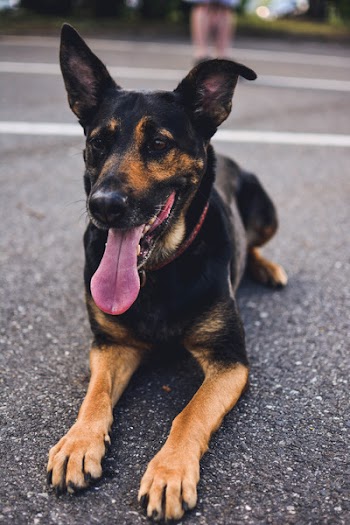 German Shepherd Puppy