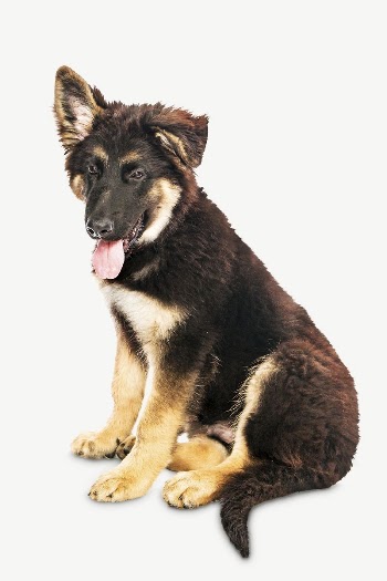 German Shepherd puppy, pet animal | Free PSD - rawpixel