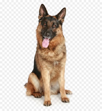 German Shepherd Puppy Pet - dog PNG image 