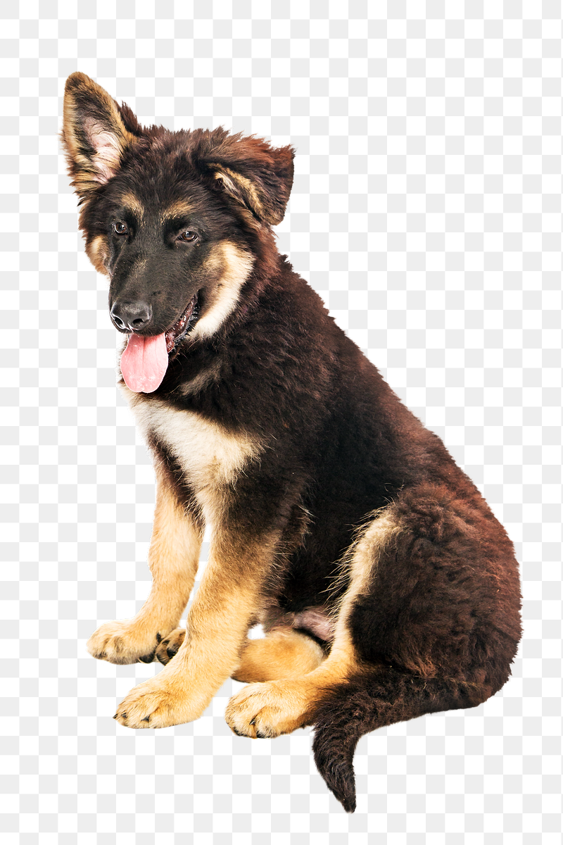 German Shepherd puppy png, transparent | Free PNG - rawpixel