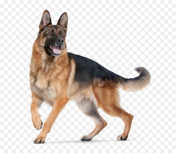 German Shepherd Puppy Purebred dog Dog Food Dog breed - dogs 