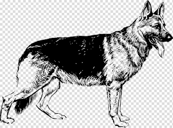 German Shepherd White Shepherd Saarloos wolfdog Puppy free ...