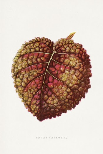 Gesnera Cinnabarina leaf illustration from Les | Free Photo Illustration - rawpixel