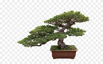 Get Your Balconies Or House Landscaped By Us - Bonsai Tree Transparent Background