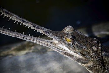 Gharial, reptile animal background. Free | Free Photo - rawpixel