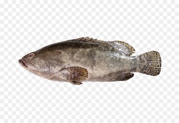 Giant grouper Orange-spotted grouper Sole Coral trout Coral grouper - fish 