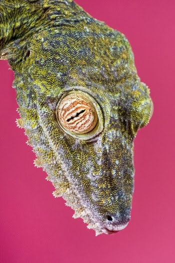Giant Leaf&ndash;tailed Gecko (2010) by Smithsonian | Free Photo - rawpixel