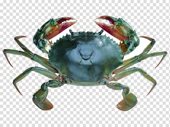 Giant mud crab Chinese mitten crab Flower crab, Crabs transparent background PNG clipart