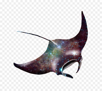 Giant oceanic manta ray Batoidea Myliobatoidei Drawing - rays 