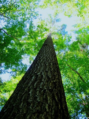 Giant of the Forest.JPG
