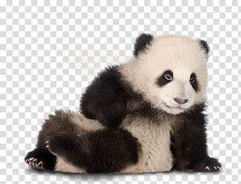 Giant panda Birthday cake Greeting & Note Cards Happy Birthday to You, Birthday transparent background PNG clipart