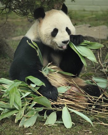 giant_panda_eating.jpg
