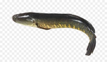 Giant snakehead Snakehead murrel Fishes of the World Northern snakehead - fish 